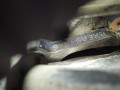 двигатель SEAT Altea 1 поколение 2009, 1.9 л., TDi, дизель, МКПП, минивэн, передний привод, BXE - фото №6