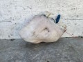 бачок омывателя Volkswagen Golf 3 поколение 1995, 1.9 л., дизель, МКПП, универсал, 1H0955453 - фото №2