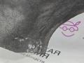 шумоизоляция (термозащита) BMW X5 M F85 2016, 4.4 л., S63 B44 B, бензин, АКПП, donington grau (c28), полный привод, 51487320576, 7320576 - фото №7