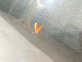 дверь передняя правая BMW 5 серия G30/G31 G30 2017, 2.0 л., B48 B20 A, бензин, АКПП, b65 jatoba brown metallic, седан, задний привод, правый руль, 41007408962, 7408962 - фото №6