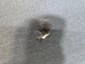 капот BMW 8 серия G14/G15 G15 2021, 4.4 л., N63B44D, бензин, АКПП, черный, купе, полный привод, 41007464711, 7464711 - фото №90