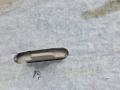 обшивка крышки багажника BMW X5 F15 2014, 3.0 л., N57 D30 A, дизель, АКПП, mineralweiss metallic (a96), полный привод, правый руль, 51497348316, 7348316, 7294442 - фото №10