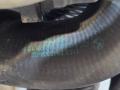 двигатель BMW X6 F16 2014, 3.0 л., N55 B30 A, бензин, АКПП, красный, правый руль, 11002285394, 2285394, 11002285395, 2285395, 7585979 - фото №127