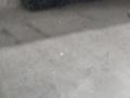 Панорамная крыша BMW X5 F15 2013, 3.0 л., N57 D30 A, дизель, АКПП, mineralweiss metallic (a96), внедорожник 5 дв., полный привод, правый руль, 54137386959, 7386959, 54137386961, 7386961, 51448059025, 8059025 - фото №6