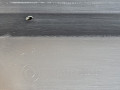 пороги (комплект) BMW X1 F48 2017, 2.0 л., B48 A20 B, бензин, АКПП, синий mediterranblau c10, полный привод, правый руль, 51777332328, 51777332327, 7332328, 7332327, 51777379994, 7379994 - фото №12