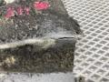защита днища Audi A6 4G/C7 4G2/C7 2013, 2.0 л., TFSI, CDNB, бензин, вариатор, 2y2y, седан, 4G0825201B - фото №11