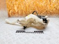 бачок омывателя Peugeot 3008 1 поколение 2012, 1.6 л., 9HR (DV6C), дизель, робот, 9685005580, 9643447980 - фото №2