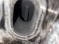 двигатель Renault Scenic RX4 1 поколение 2002, 1.9 л., F9Q 740, дизель, МКПП, полный привод, F9Q, F9Q740 - фото №8