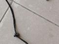дверная проводка IVECO Daily 5 поколение 35S11 2014, 2.3 л., F1AE3481A, дизель, робот, фургон, задний привод, 5801489616 - фото №6