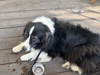 бачок гидроусилителя Volkswagen, 123