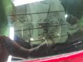 крышка багажника (дверь 3-5) Toyota Sienna 2 поколение XL20 [рестайлинг] 2007, 3.5 л., 2GR-FE, бензин, АКПП, серый, минивэн, передний привод - фото №6