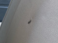 сиденье переднее BMW X7 G07 2019, 3.0 л., B57 D30 C, дизель, АКПП, 475, внедорожник 5 дв., полный привод - фото №10