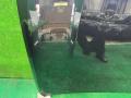 капот BMW X5 G05 [рестайлинг] G05 2023, 3.0 л., B57 D30 B, дизель, АКПП, carbonschwarz metallic (416), внедорожник 5 дв., полный привод, 7492375, 41007492375 - фото №12