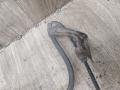датчик ABS Toyota Carina E 1 поколение T190 1995, 1.8 л., 7A-FE, бензин, МКПП, универсал, передний привод - фото №6