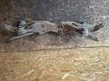 балка подвески задняя Opel Vectra B 1997, 1.6 л., X 16 XEL, бензин, МКПП, хетчбэк 5 дв. - фото №17