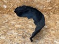 защита арок задняя правая (подкрылок) Nissan Rogue T33 2023, 1.5 л., KR15, бензин, АКПП, внедорожник 5 дв., передний привод, 76748-6RR0B - фото №3