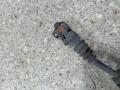 проводка датчика ABS Opel Vectra C (2002 - 2005), 24418887 - фото №3