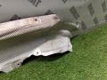 тепловой экран глушителя BMW 4 серия G22/G23 G22 2021, 2.0 л., B46 B20 B, бензин, АКПП, c31(portimao blau metallic), купе, полный привод, 51487394798, 7394798 - фото №3