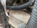 двигатель BMW 1 серия F20/F21 2014, 2.0 л., N47 D20 C, дизель, МКПП, задний привод, N47D20C, N47N - фото №5