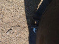 защита арок передняя левая (подкрылок) Peugeot 308 T9 2014, 1.6 л., HDi, дизель, МКПП, хетчбэк 5 дв., передний привод - фото №5