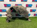 защита арок задняя левая (подкрылок) Mini Clubman 2 поколение (F54) 2017, 2.0 л., бензин, АКПП, передний привод, 7346039 - фото №6