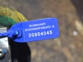 заслонка дроссельная Volvo S40 1 поколение [рестайлинг] 2004, 2.0 л., бензин, 9186780 - фото №5