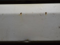 решетка радиатора Volkswagen Transporter T4 (1990 - 2003), 701853653 - фото №2
