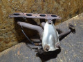 коллектор выпускной Toyota Prius 3 поколение (2009 - 2011), 1.8 л., 2ZR-FXE, бензин - фото №2