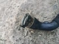 патрубок интеркулера Renault Clio 3 поколение (2005 - 2009), 1.5 л., дизель, 8200748681 - фото №5