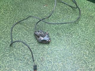 датчик ABS Volvo FH 3 поколение 2012, 12.8 л., D13C460, дизель, АКПП, 21247154