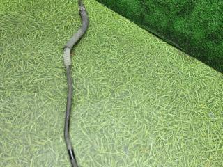 трубка кондиционера MAN TGA 1 поколение 2004, 10.5 л., D 2066 LF 01, дизель, АКПП, 81619750188