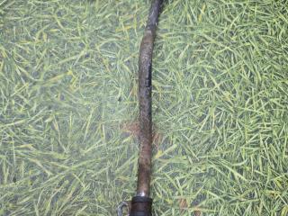 трубка топливная IVECO Stralis 2 поколение 2009, дизель, МКПП, 504314142