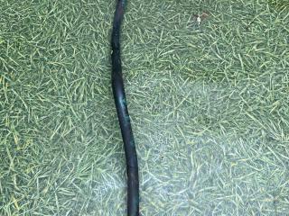 трубка топливная Volvo FH 2 поколение 2003, 12.1 л., D12D460, дизель, МКПП