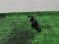ручка наружная Renault Clio 2 поколение 2001, 1.9 л., дизель, МКПП, белый, внедорожник 3 дв., 7700426086 - фото №2