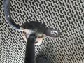 стабилизатор подвески (поперечной устойчивости) Peugeot 207 1 поколение [рестайлинг] 2011, 1.4 л., бензин, МКПП, хетчбэк 5 дв. - фото №5