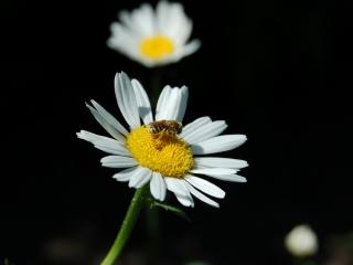 DVD BMW 1 серия E81/E82/E87/E88 (2004 - 2007), 1.5 л., дизель