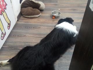 бачок омывателя BMW 2 серия F22/F23 2014, 2.0 л., дизель