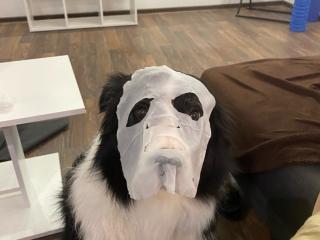 двигатель BMW X5 E70 (2006 - 2010), 1.5 л., B38 A15 A, бензин, UKAZANO, UKAZANO