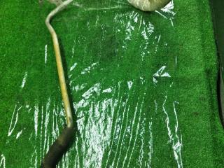 трубка охлаждающей жидкости Chevrolet TrailBlazer 1 поколение [рестайлинг] 2006, 4.2 л., бензин, АКПП, серый, внедорожник 5 дв., полный привод