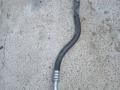 трубка кондиционера BMW 4 серия F32/F33 F32 2015, 2.0 л., N47 D20 C, дизель, АКПП, 475, купе, правый руль, 9212232 - фото №2