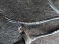 датчик ABS BMW 5 серия F10/F11 [рестайлинг] F10 2015, 3.0 л., N57 D30 A, дизель, АКПП, 416, седан, задний привод, правый руль, 6853859 - фото №2