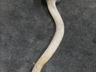 рычаг передний правый BMW X5 M E70 2010, 4.4 л., S63 B44 A, бензин, АКПП, внедорожник 5 дв.