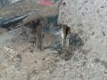 рычаг подвески Peugeot 607 1 поколение 2001, 2.2 л., 4HX (DW12TED4/FAP), дизель, МКПП, передний привод - фото №2