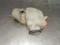 бачок омывателя Renault Kangoo 1 поколение 2001, 1.4 л., бензин, АКПП, фургон, 7700308814D, 7701706789E, 7701706732E - фото №2
