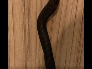 патрубок (трубопровод, шланг) Chevrolet Equinox 3 поколение 2018, 1.5 л., бензин, АКПП