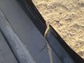 подкрылок оси зад. верх. Mercedes-Benz Actros 4 поколение (MP4) 2014, 12.8 л., OM 471.909, дизель, АКПП, A9605200007, A9605200607, A9605200407 - фото №5