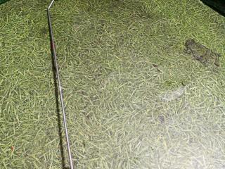 патрубок adblue MAN TGX 1 поколение 2014, 12.4 л., D 2676 LF 26, дизель, АКПП, 81154066020