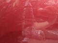 дверь задняя правая Mazda CX-5 1 поколение 2013, 2.2 л., SH-VPTS, дизель, АКПП, 41g, внедорожник 5 дв., передний привод, KDY37202XE, KS0168520A02 - фото №6