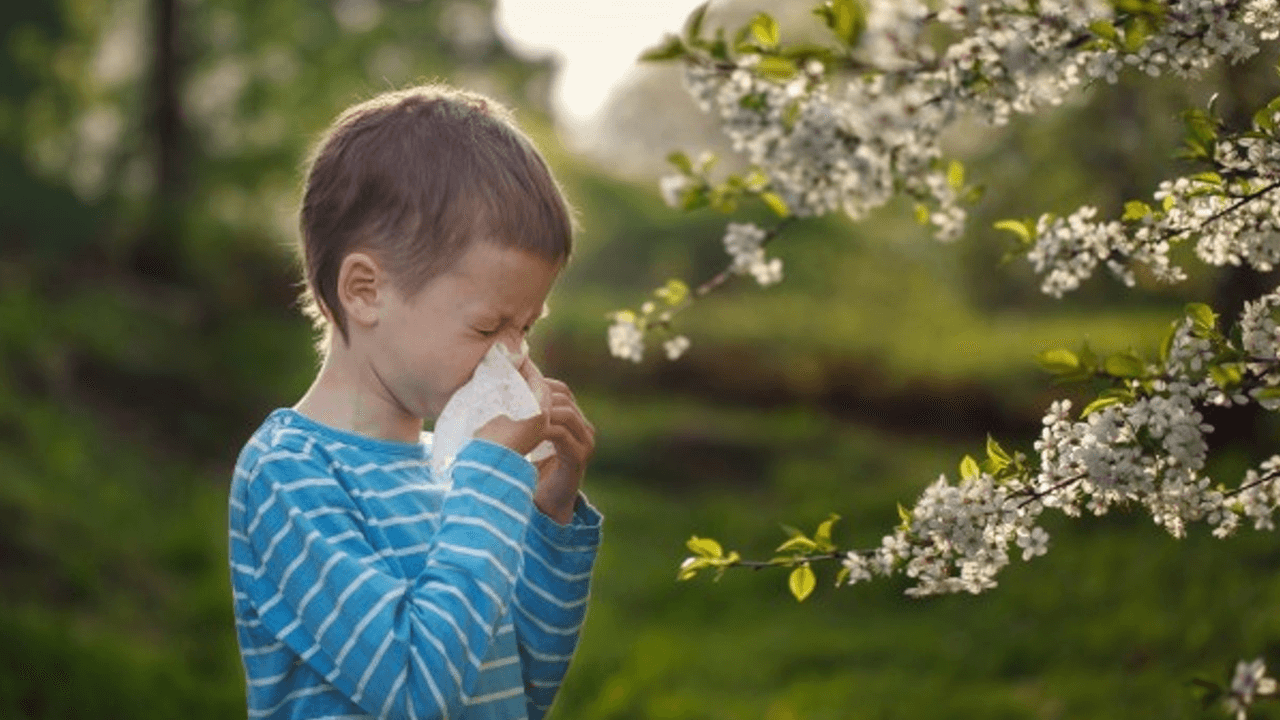Аллергия на тополиный пух у ребенка фото