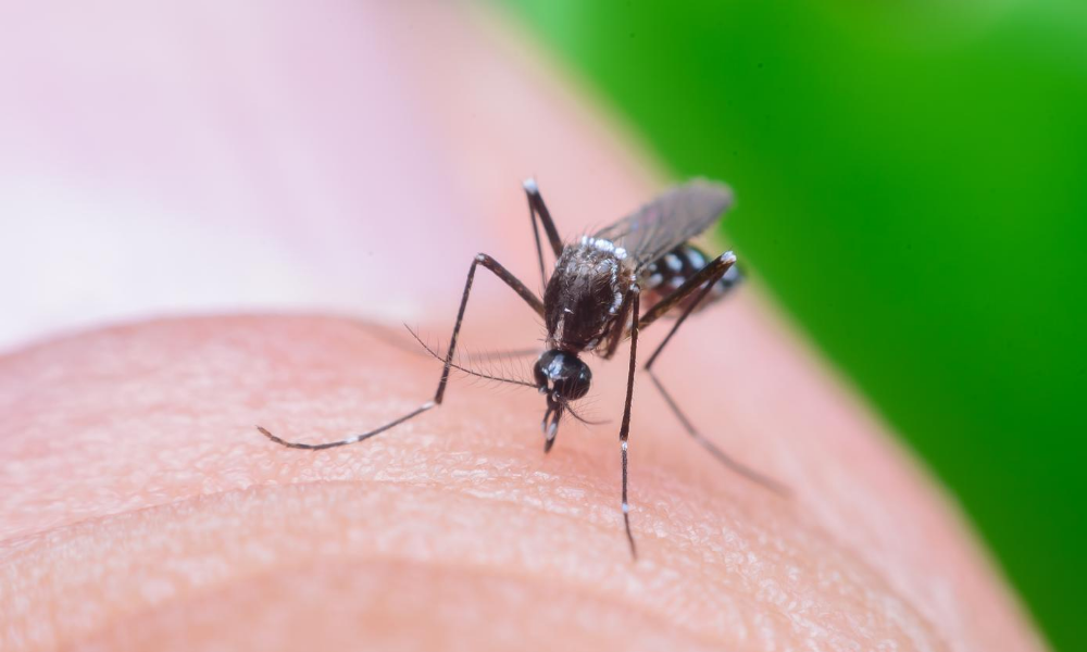 Чем помазать укус комара